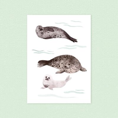 Seal Family