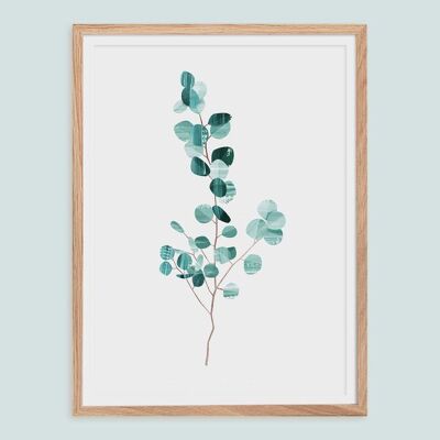 Poster - Eucalyptus