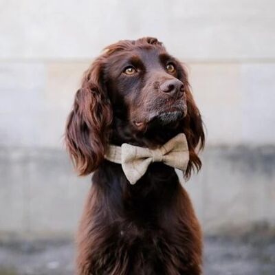 Dog Bowtie - Slate Oatmeal