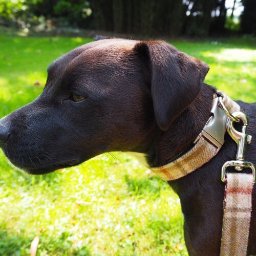 Dog Collar - Arncliffe Moonstone - Small