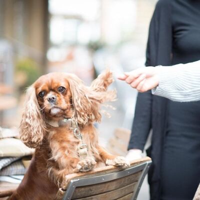 Hundehalsband - Schiefer Haferflocken - Winzig