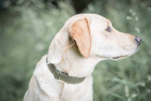 Dog Collar - green canvas medium