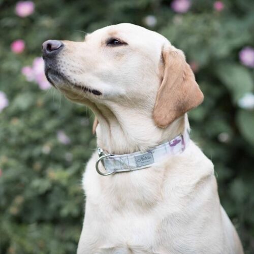 Dog Collar - crocus medium