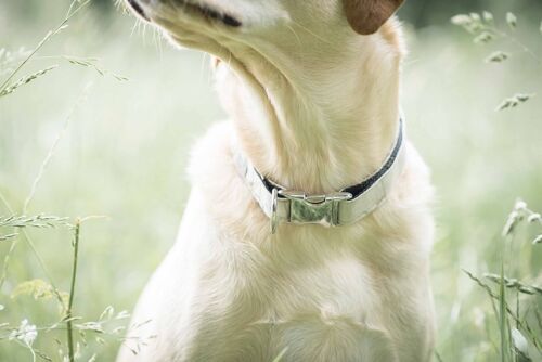 Dog Collar - Fern small
