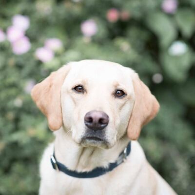 Dog Collar - navy canvas SMALL