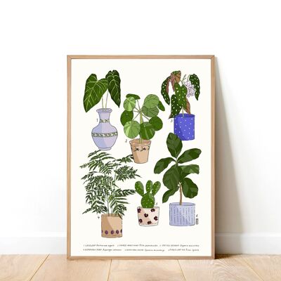 Houseplants 01 A4 Art Print