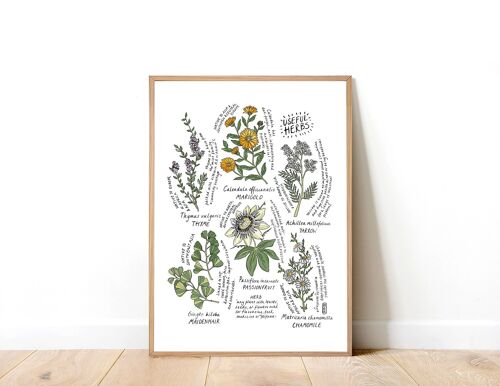 Six Useful Herbs A3 Art Print