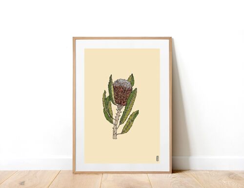 Banksia A3 Art Print
