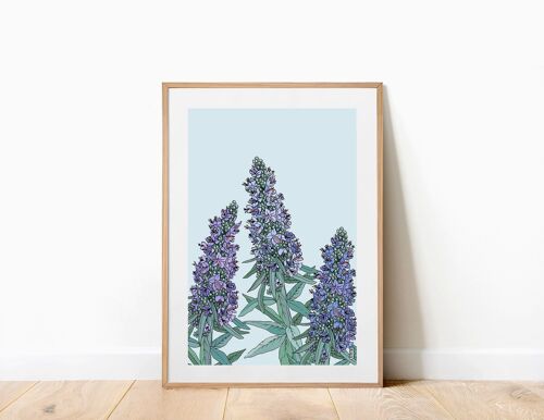 Echium A3 Art Print