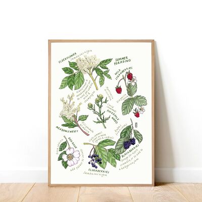 UK Summer Foraging A3 Art Print