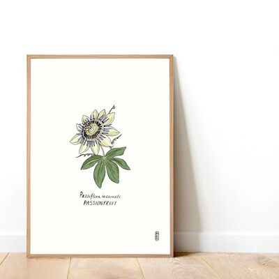 Passionsblume (Passiflora incarnate) A3 Kunstdruck
