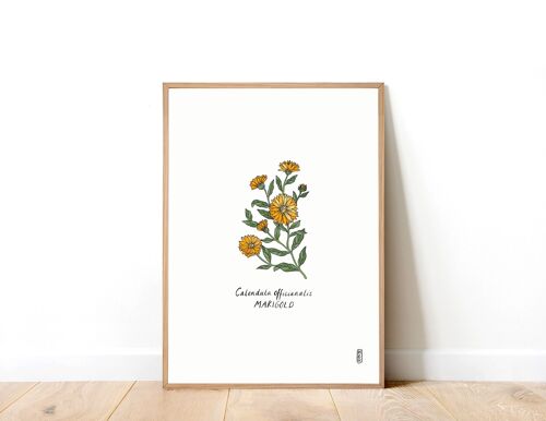 Marigold (Calendula officianalis) A3 Art Print