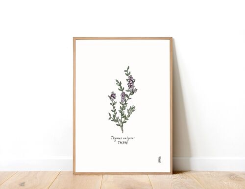 Thyme (Thymus vulgaris) A3 Art Print