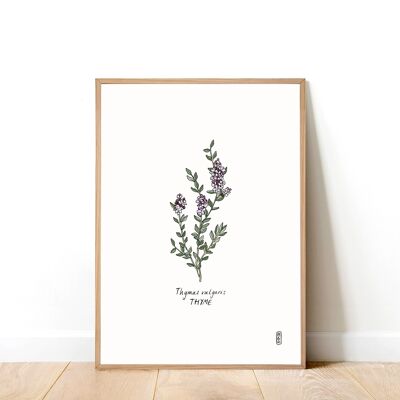 Thyme (Thymus vulgaris) A3 Art Print