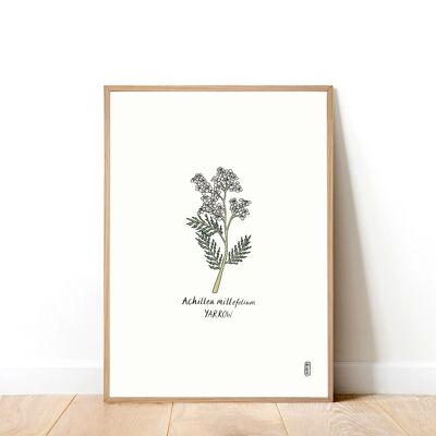 Achillea (Achiella millefolium) Stampa artistica A3