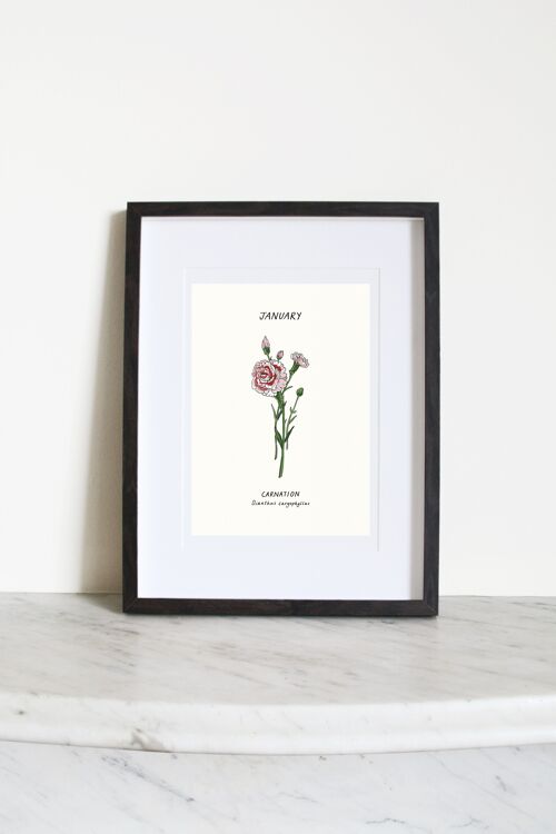 Carnation (January Birth Flower) A3 Art Print