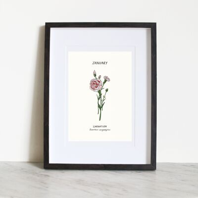 Carnation (January Birth Flower) A3 Art Print