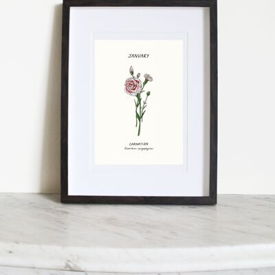 Nelke (Geburtsblume Januar) A3 Kunstdruck
