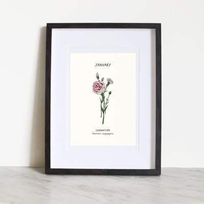 Oeillet (fleur de naissance de janvier) A3 Impression artistique