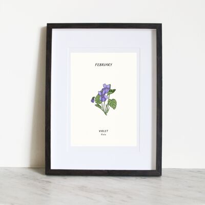 Violeta (flor de nacimiento de febrero) A3 Lámina artística