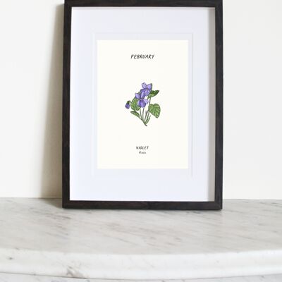 Violett (Februar Geburtsblume) A3 Kunstdruck