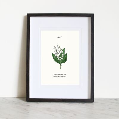 Lily Of The Valley (Fleur de naissance de mai) A3 Impression artistique