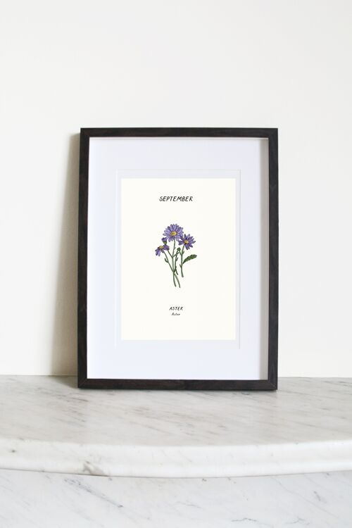 Aster (September Birth Flower) A3 Art Print