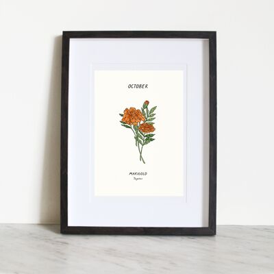 Calendula (fiore della nascita di ottobre) A3 Art Print