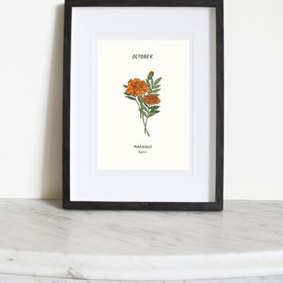 Ringelblume (Oktober Geburtsblume) A3 Kunstdruck