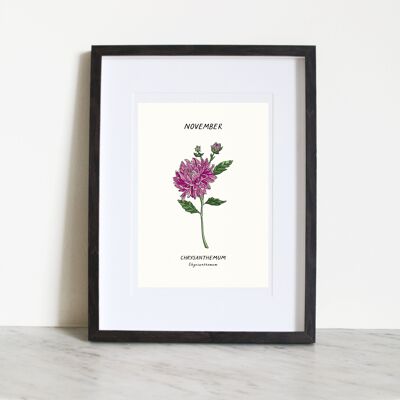 Crisantemo (fiore di nascita di Novemember) A3 Stampa artistica