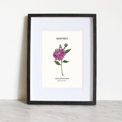 Chrysanthème (Fleur de naissance de Novemember) A3 Impression artistique