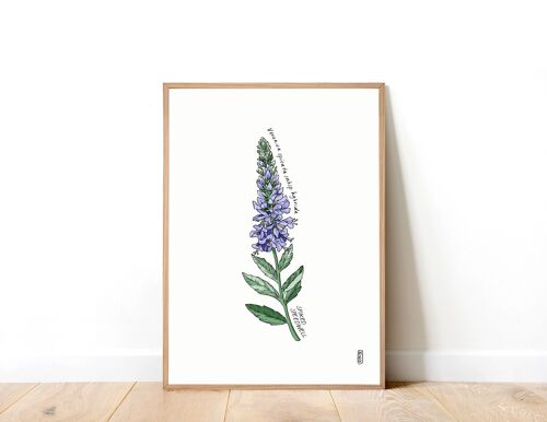 Spiked Speedwell A3 Art Print