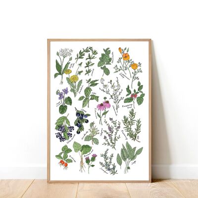 Medicinal Herbs A3 Art Print