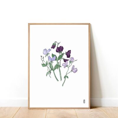 Stampa artistica A3 Sweetpeas