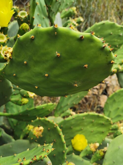 Nopal Poudre - 50g