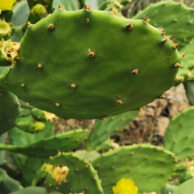 Nopal-Pulver - 50g