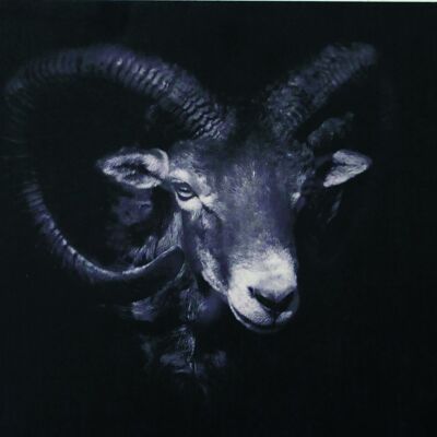 Tableau mouflon 30x25cm