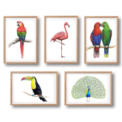 5 posters tropical birds - A4 size - kids room / baby nursery