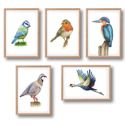 5 posters Dutch birds - A4 - kids room / baby nursery