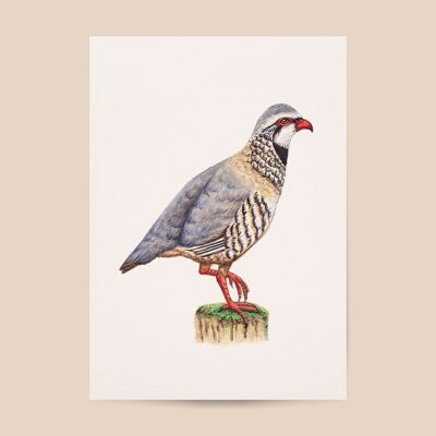 Poster red partridge - A4 or A3 size - kids room / baby nursery
