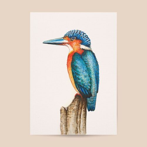 Poster kingfisher - A4 or A3 size - kids room / baby nursery