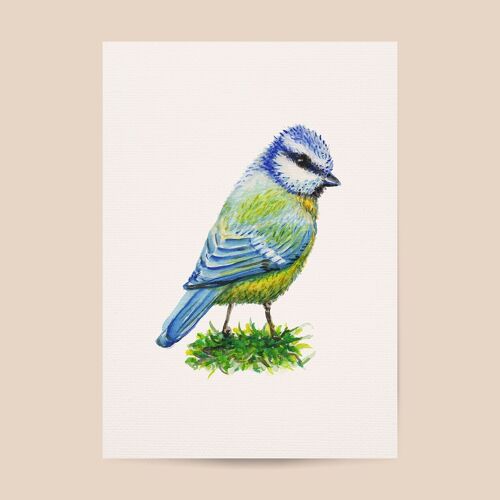 Blue tit poster - A4 or A3 size - kids room / baby nursery