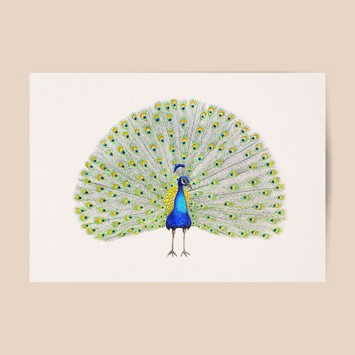 Poster peacock - A4 or A3 size - kids room / baby nursery