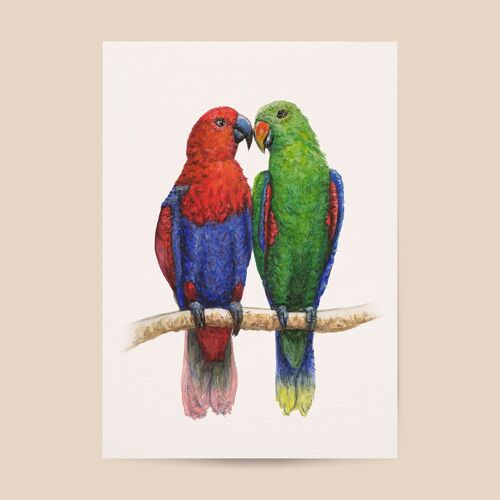 Poster 2 parrots - A4 or A3 size - kids room / baby nursery