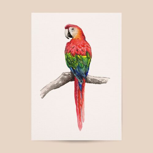 Poster parrot - A4 or A3 size - kids room / baby nursery