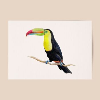 Affiche toucan - format A4 ou A3 - chambre enfant / crèche bébé 1