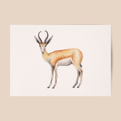 Springbok poster - A4 or A3 size - kids room / baby nursery