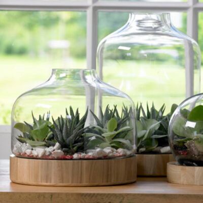 Glass floriarium with wooden base