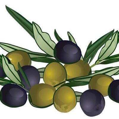 Eponge de provence pm62-olives
