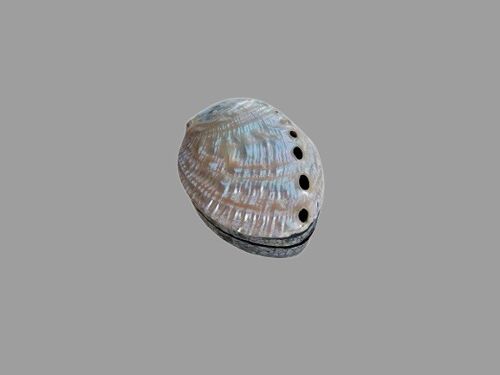 Ringbox Abalone shell box